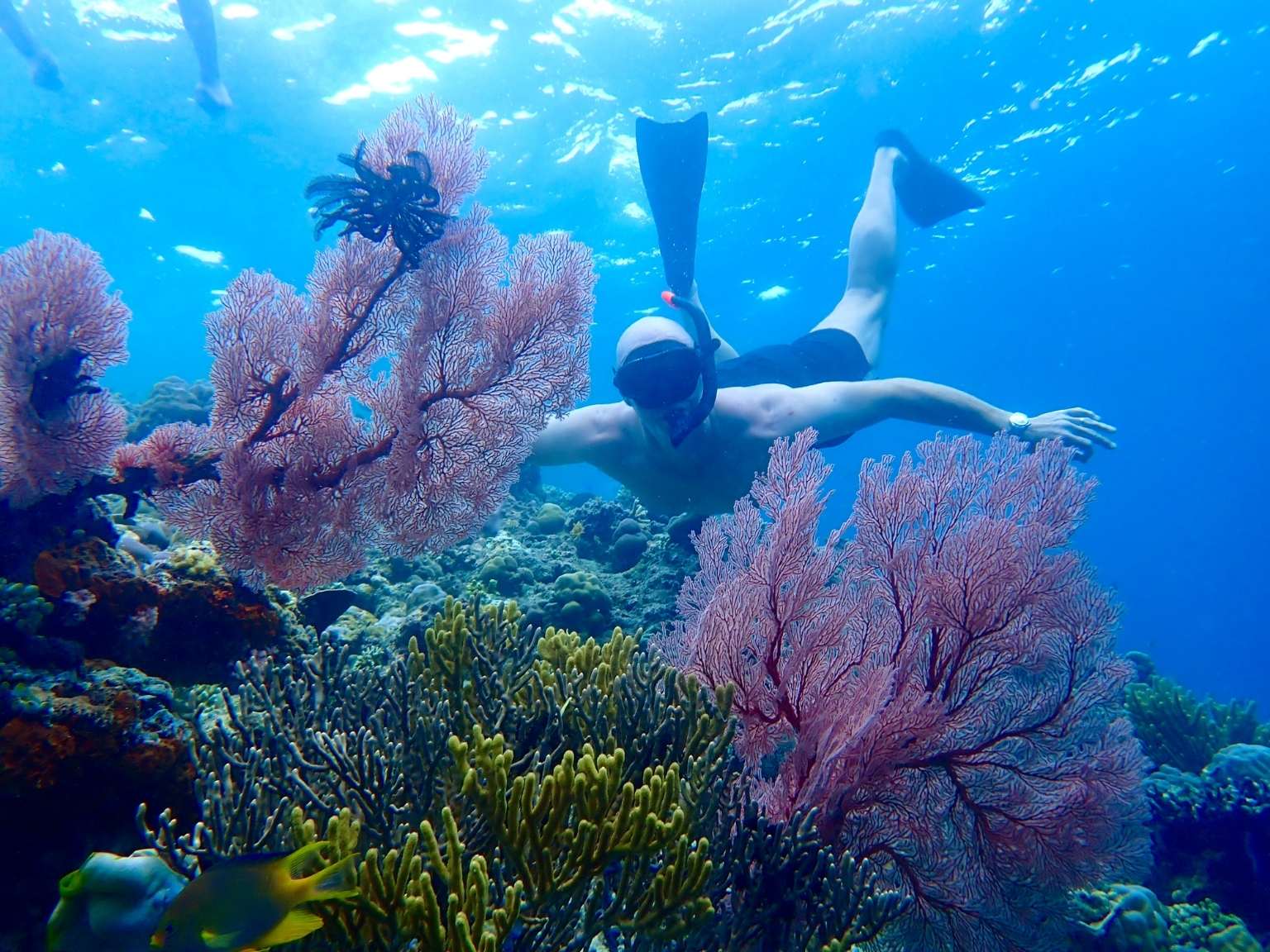 Snorkeling Menjangan