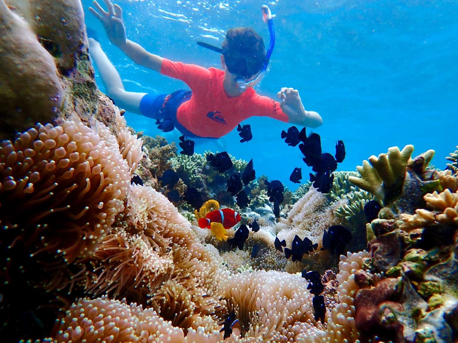 Snorkeling Menjangan