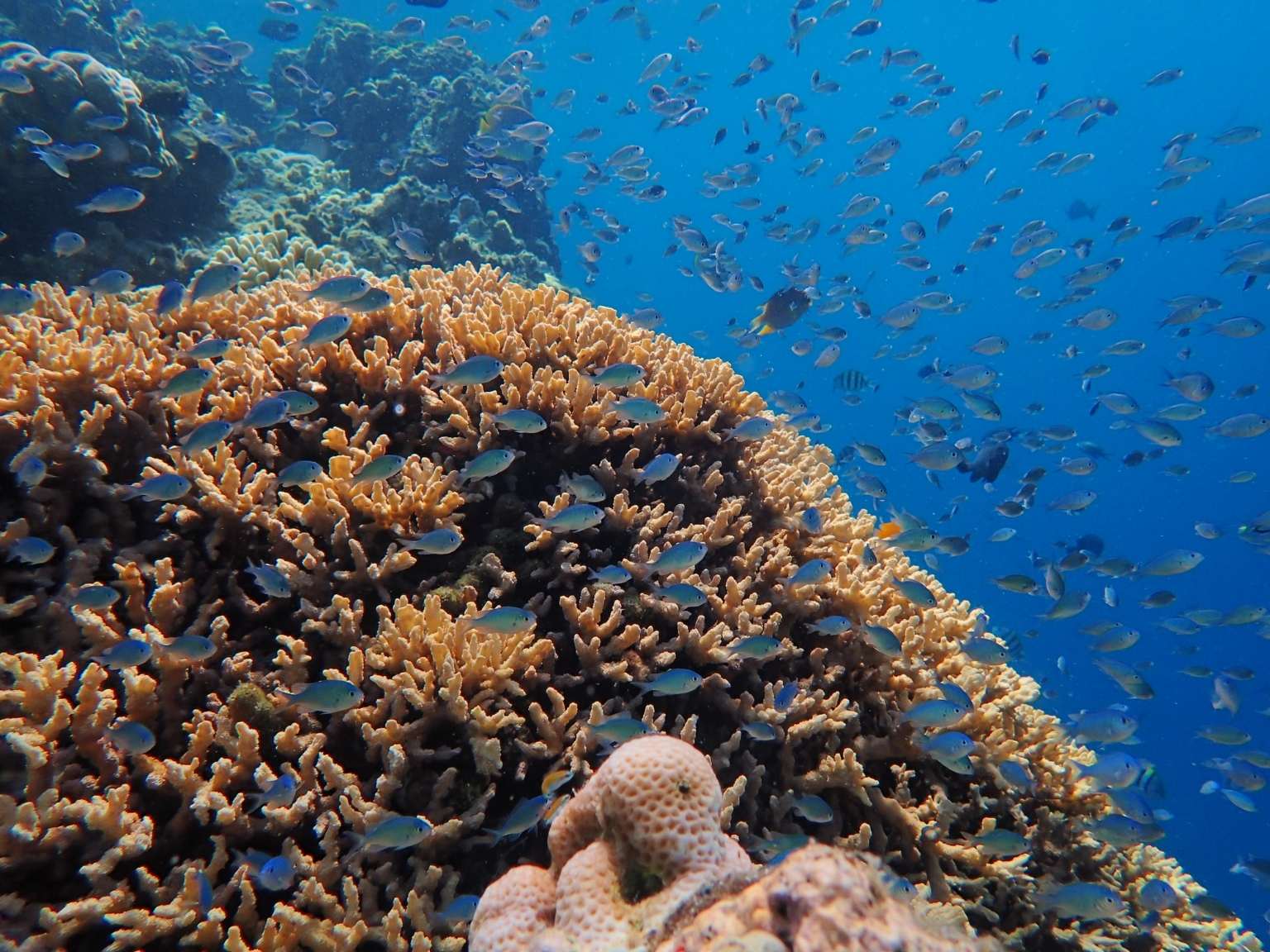 Snorkeling Menjangan