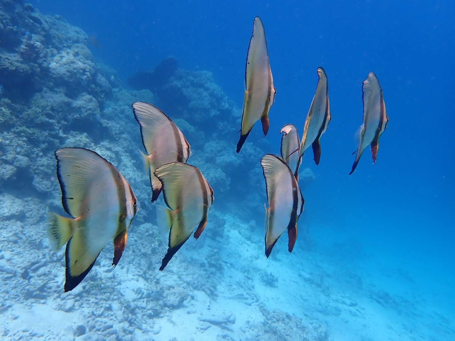 Snorkeling Menjangan