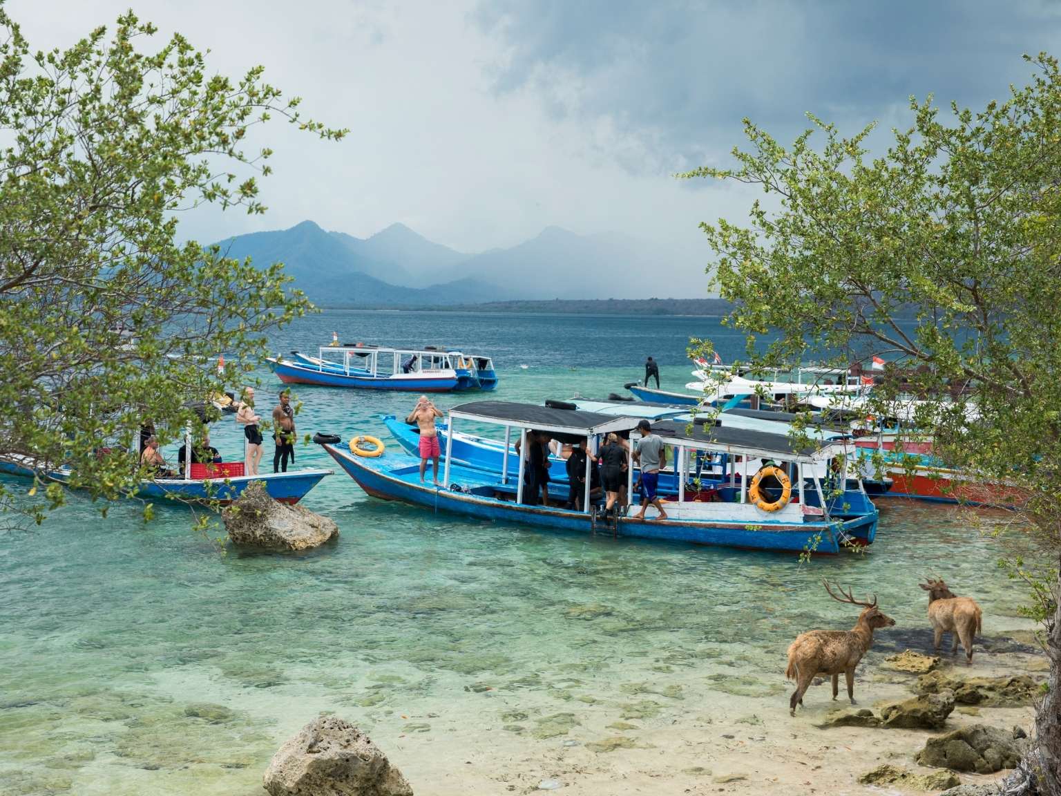 Snorkeling Menjangan