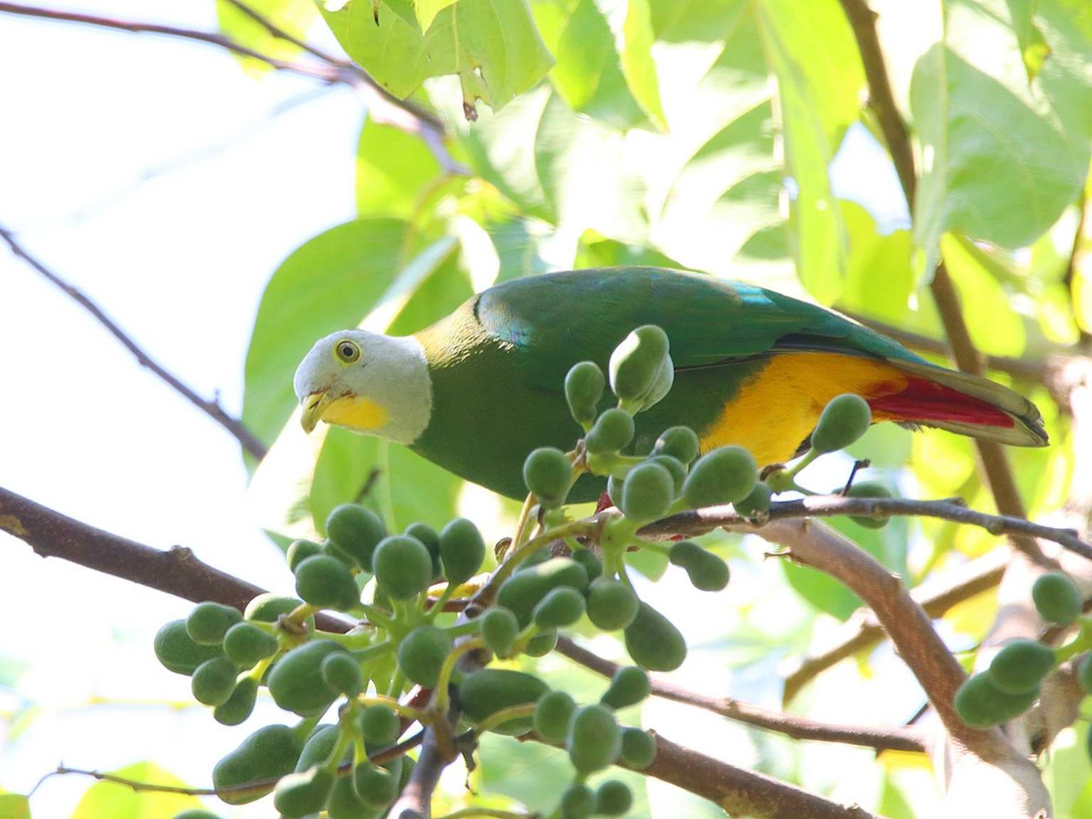 Bird watching West Bali National Park (2)