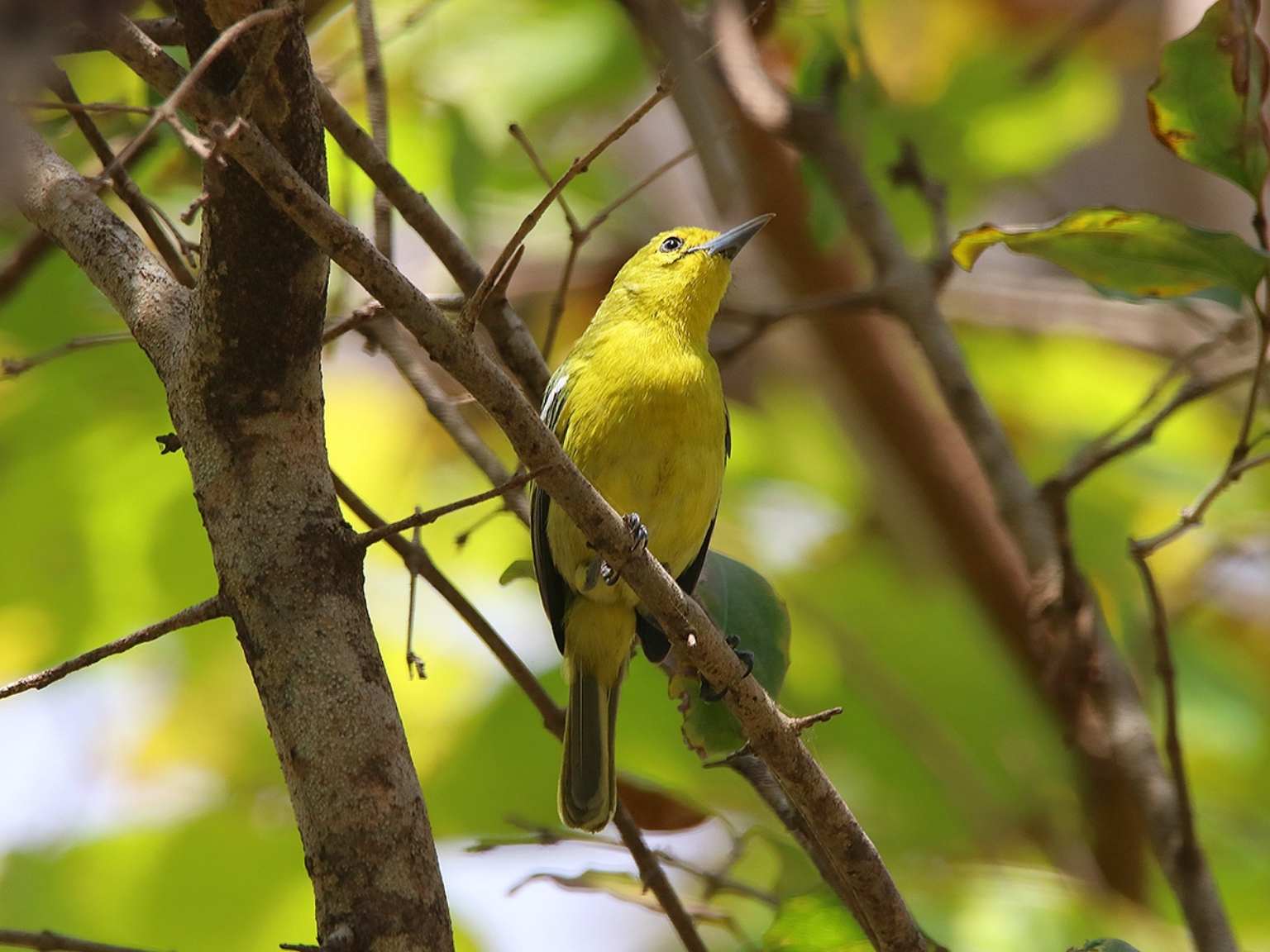 Bird watching West Bali National Park (4)