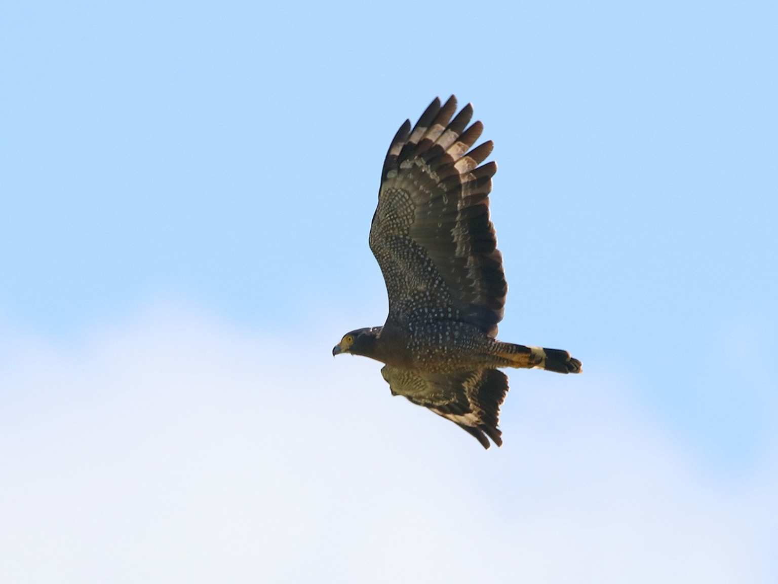 Bird watching West Bali National Park (6)
