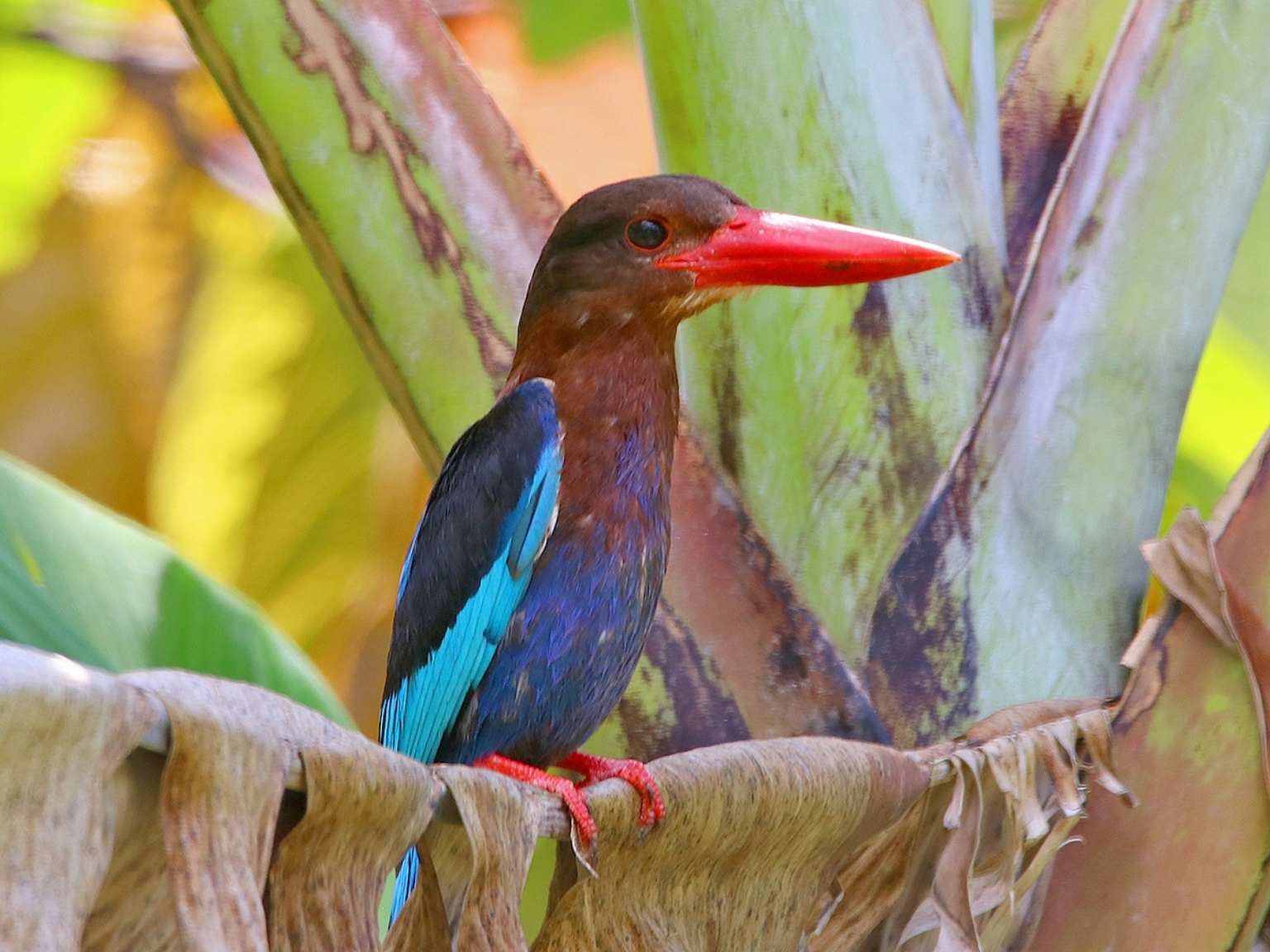 Bird watching West Bali National Park (8)