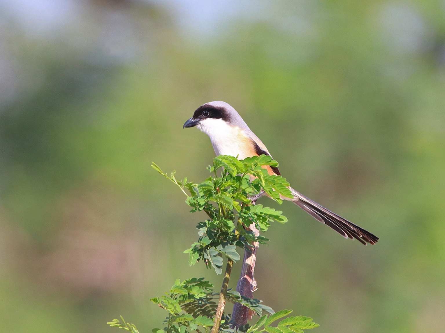 Bird watching West Bali National Park (9)