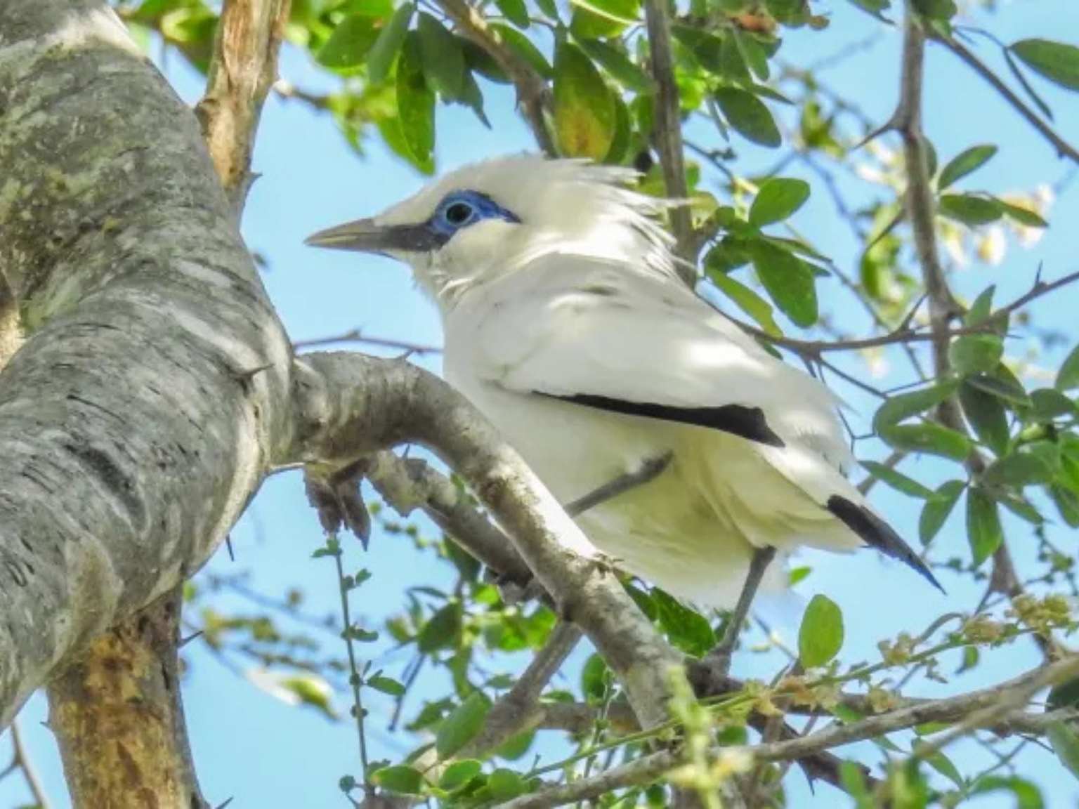 Bird watching West Bali National Park